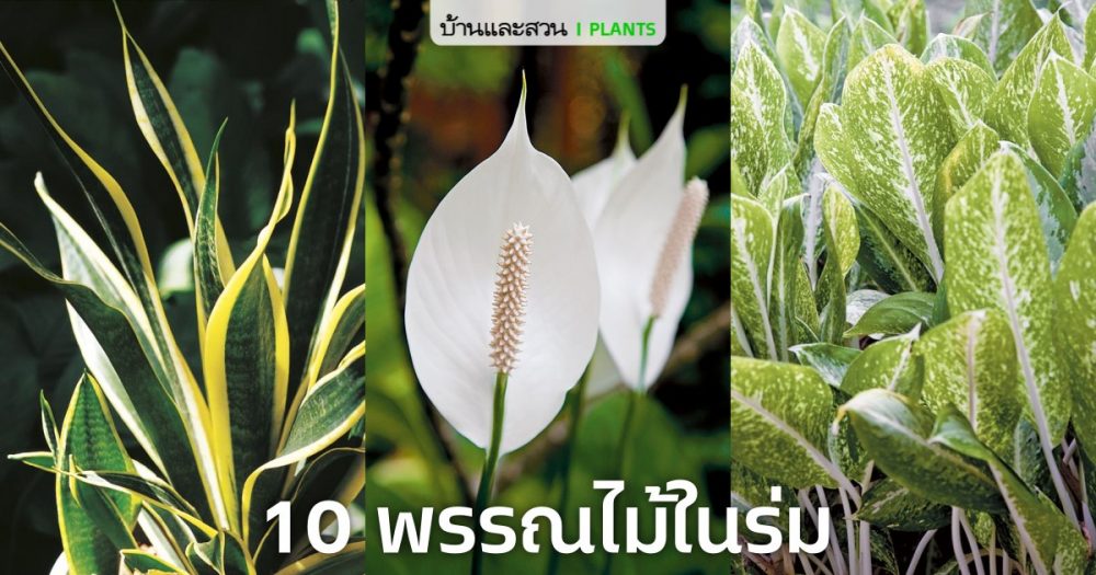 10 พรรณไม้ในร่ม Image